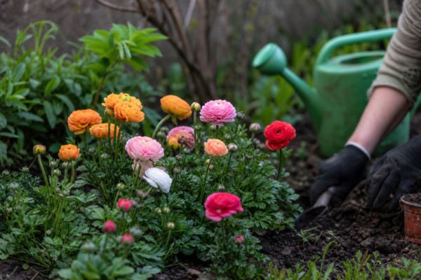 Ranunculus asiaticus – ghid complet de cultivare și îngrijire