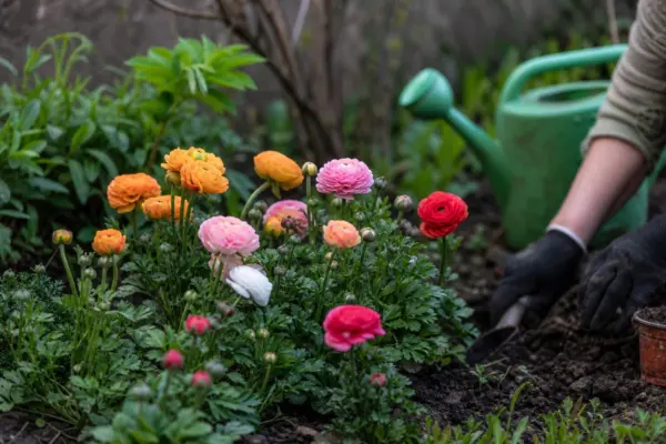 Ranunculus asiaticus – ghid complet de cultivare și îngrijire