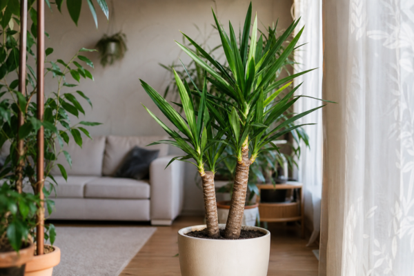 Yucca de apartament (Yucca elephantipes): ce condiții cere și cum o îngrijești