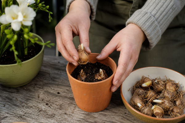 Freesia (Freesia refracta): plantare și îngrijire pas cu pas