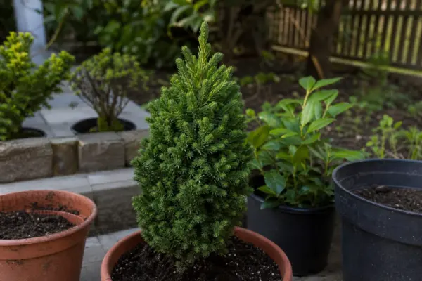 Molid conic (Picea glauca Conica) – plantare, îngrijire și greșeli de evitat