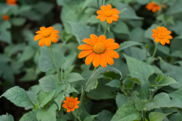 Tithonia (Tithonia rotundifolia): plantare, udare și îngrijire