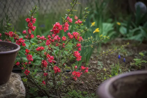 Gutui japonez (Chaenomeles japonica) – ghid practic de plantare și îngrijire