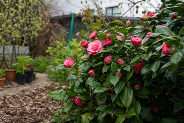 Camelia (Camellia japonica) – de la plantare la întreținerea de zi cu zi