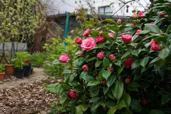Camelia (Camellia japonica) – de la plantare la întreținerea de zi cu zi