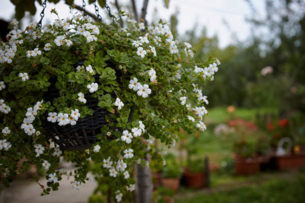 Bacopa (Sutera cordata) – de la plantare la întreținerea de zi cu zi