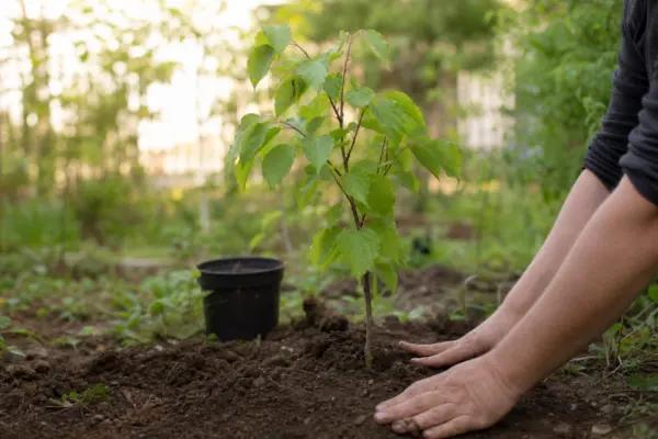 Tei (Tilia cordata) – plantare, îngrijire și greșeli de evitat