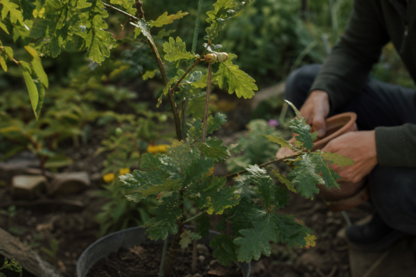 Stejar (Quercus robur) – ghid complet de cultivare și îngrijire