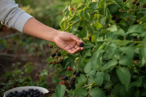 Mur (Rubus fruticosus) – ghid practic de plantare și îngrijire