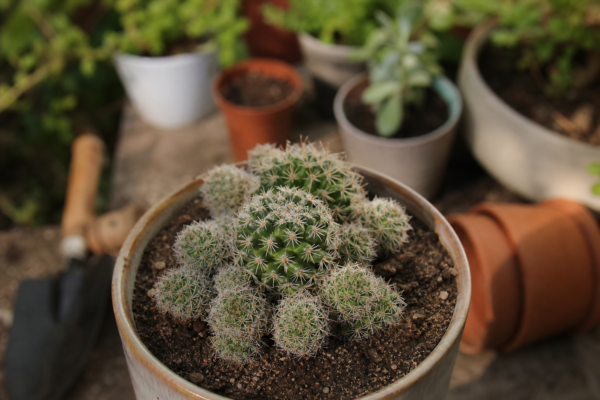 Mammillaria (Mammillaria elongata) – ghid practic de plantare și îngrijire