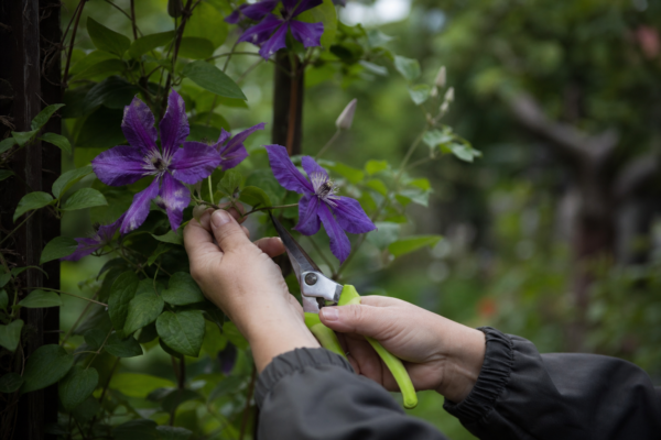Clematis – ghid practic de plantare și îngrijire