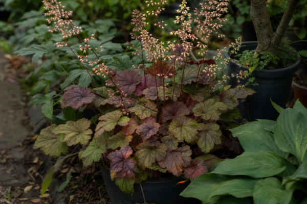 Heuchera micrantha: cum se plantează și cum se îngrijește corect