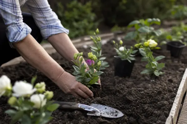 Lisianthus (Eustoma grandiflorum) – plantare și îngrijire pas cu pas