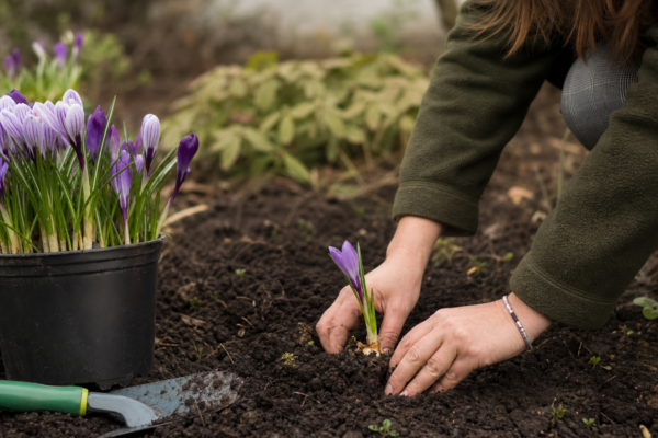 Brândușă (Crocus vernus) – tot ce trebuie să știi despre plantare și îngrijire