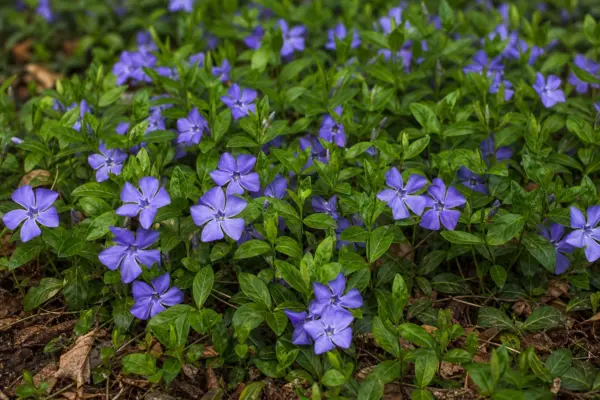 Vinca sau brebenelul (Vinca minor): plantare și întreținere ca plantă de acoperire
