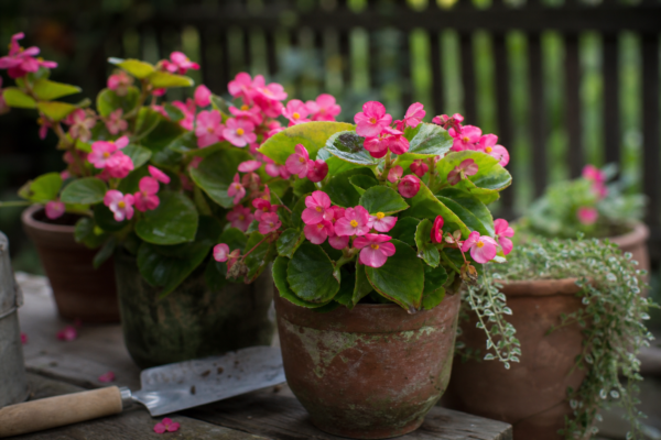 Begonia semperflorens – de la plantare la întreținerea de zi cu zi