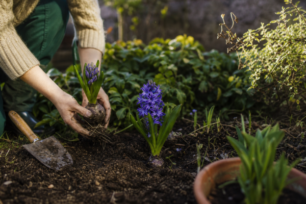 Zambilă (Hyacinthus orientalis) – plantare, îngrijire și greșeli de evitat