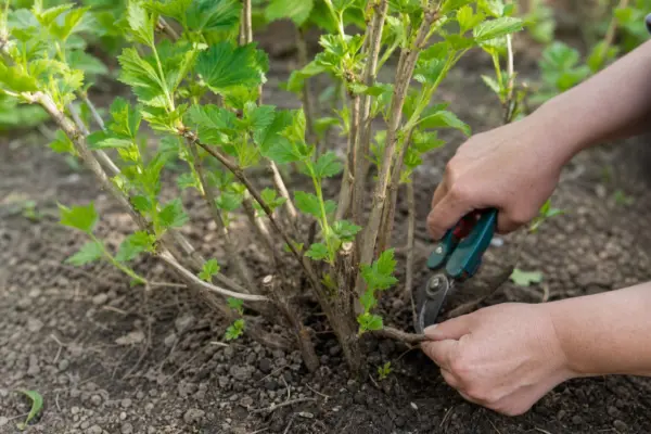 Coacăzul negru (Ribes nigrum): plantare, udare și tăiere