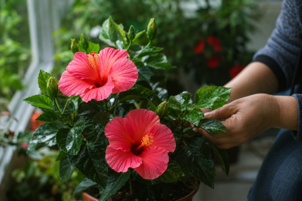 Trandafirul japonez (Hibiscus rosa-sinensis) – plantare și îngrijire pas cu pas