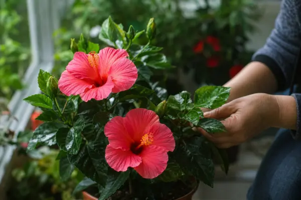 Trandafirul japonez (Hibiscus rosa-sinensis) – plantare și îngrijire pas cu pas