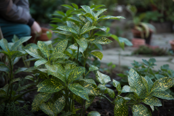 Aucuba (Aucuba japonica) – de la plantare la întreținerea de zi cu zi