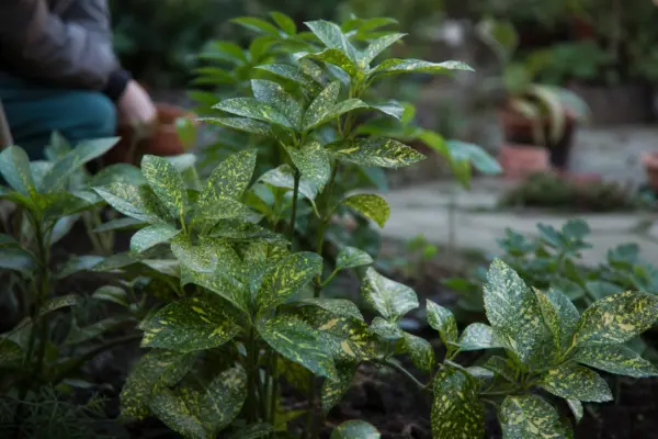Aucuba (Aucuba japonica) – de la plantare la întreținerea de zi cu zi