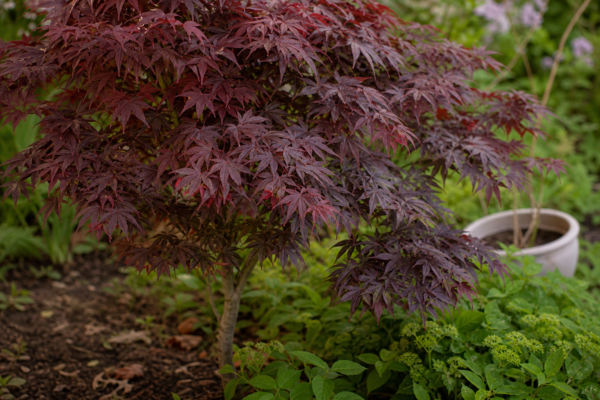 Arțar japonez (Acer palmatum) – condiții de creștere, plantare și îngrijire
