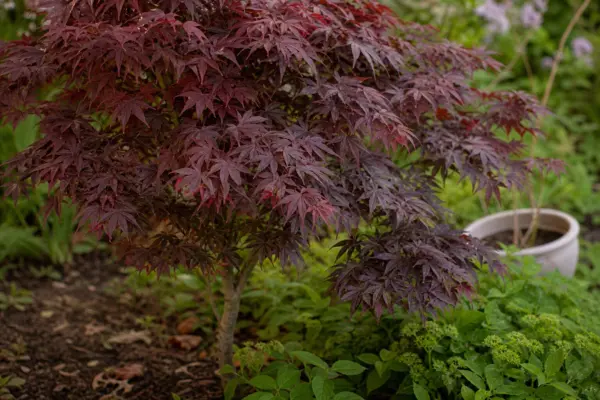 Arțar japonez (Acer palmatum) – condiții de creștere, plantare și îngrijire