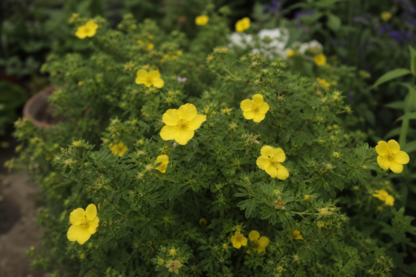 Potentilla (Potentilla fruticosa) – de la plantare la întreținerea de zi cu zi