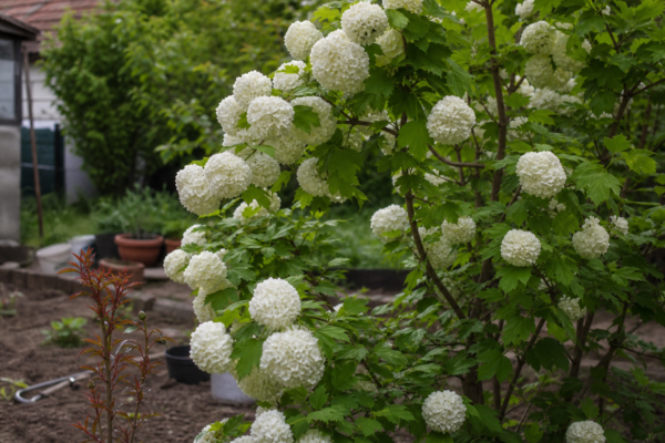 Călin (Viburnum opulus) – ghid practic de plantare și îngrijire