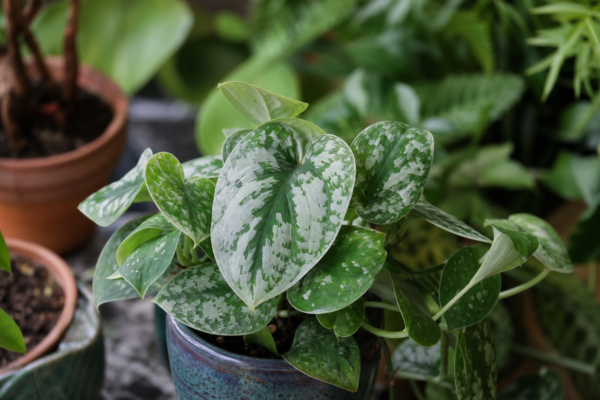 Scindapsus argintiu (Scindapsus pictus) – sfaturi de plantare și îngrijire
