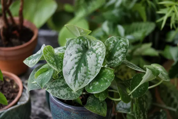 Scindapsus argintiu (Scindapsus pictus) – sfaturi de plantare și îngrijire