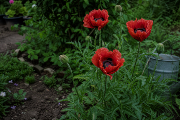 Mac de grădină (Papaver orientale) – tot ce trebuie să știi despre plantare și îngrijire
