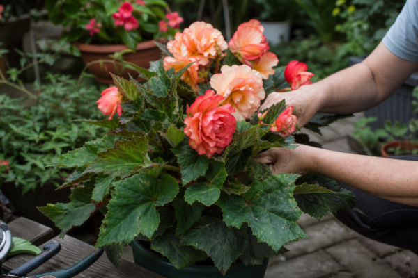 Begonie tuberoasă (Begonia tuberhybrida): cum se plantează și cum se îngrijește corect