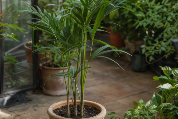 Palmier kentia (Howea forsteriana) – sfaturi pentru plantare, creștere și întreținere