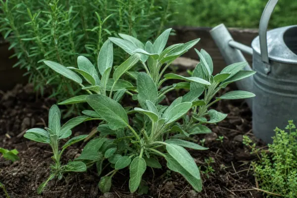 Salvie (Salvia officinalis) – tot ce trebuie să știi despre plantare și îngrijire