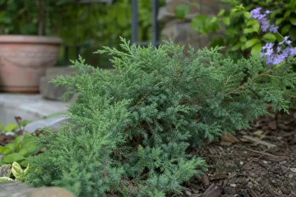 Ienupăr (Juniperus communis) – condiții de creștere, plantare și îngrijire