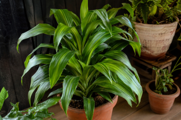 Trestia fericirii (Dracaena fragrans) – tot ce trebuie să știi despre plantare și îngrijire