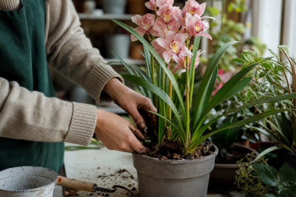 Orhideea Cymbidium (Cymbidium hybridum) – plantare și îngrijire pas cu pas