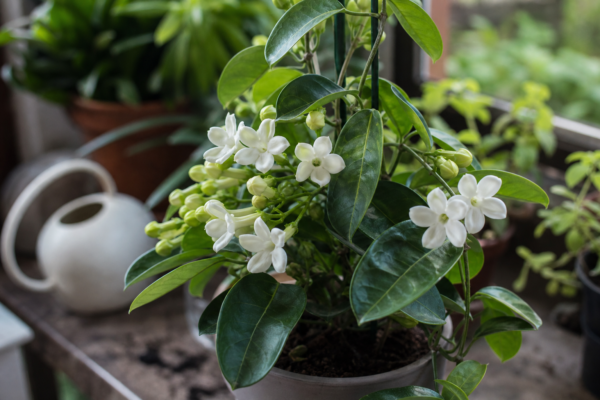 Stephanotis (Stephanotis floribunda) – plantare, udare și întreținere