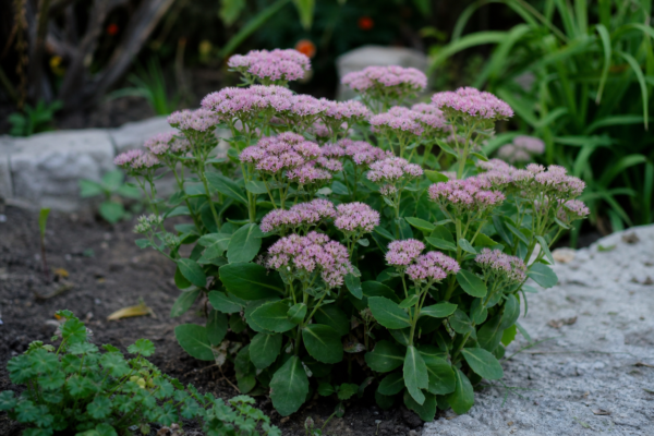 Sedum spectabile – sfaturi de plantare și îngrijire
