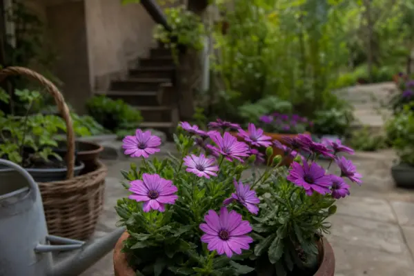 Margaretă africană (Osteospermum ecklonis) – ghid complet de cultivare și îngrijire