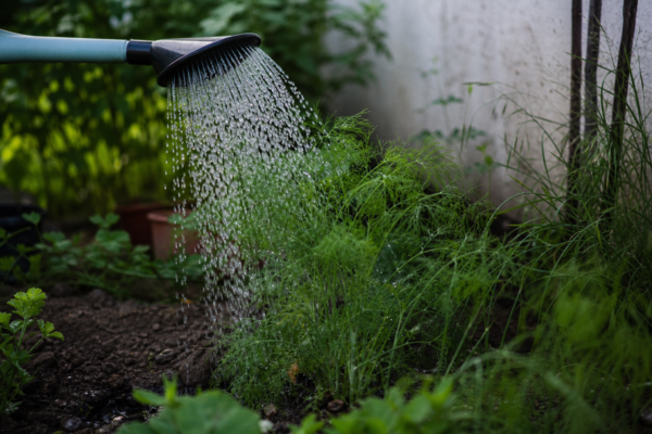 Fenicul (Foeniculum vulgare) – plantare, udare și întreținere