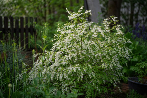 Deutzia gracilis – de la plantare la întreținerea de zi cu zi