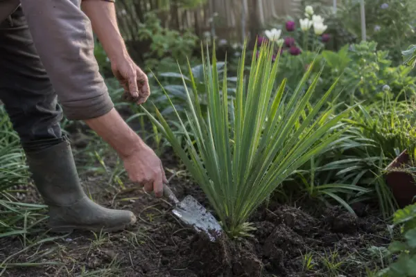 Yucca filamentosa: ce condiții cere și cum o îngrijești