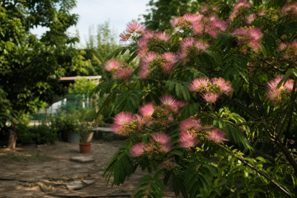 Arborele de mătase (Albizia julibrissin) – sfaturi de plantare și îngrijire