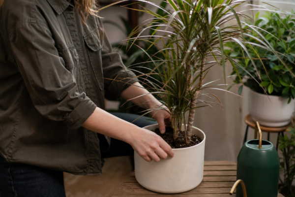 Dracaena marginata – condiții de creștere, plantare și îngrijire