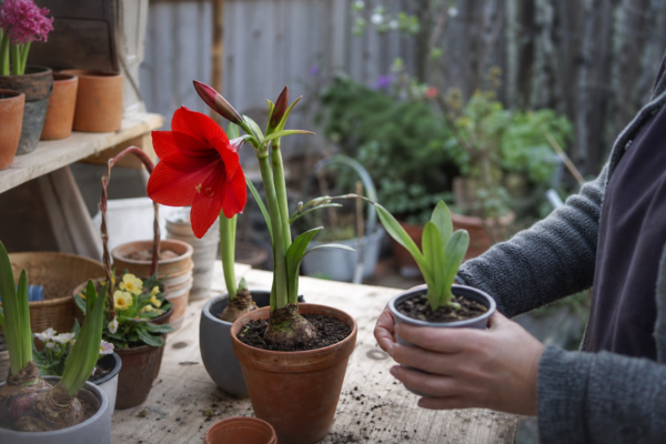 Amaryllis (Hippeastrum hybridum) – plantare și îngrijire pas cu pas