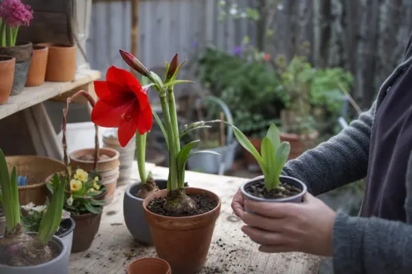 Amaryllis (Hippeastrum hybridum) – plantare și îngrijire pas cu pas