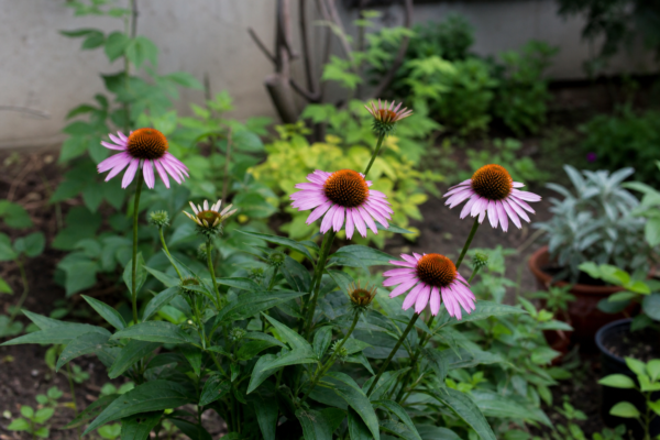 Echinacea purpurea – tot ce trebuie să știi despre plantare și îngrijire